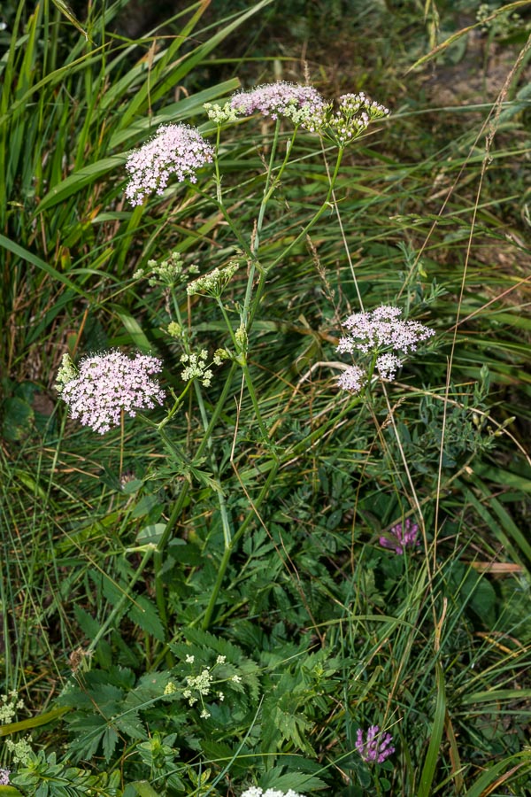 Pimpinella major / Pimpinella maggiore